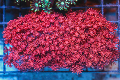 wholesale_coral - saltwater_fish saltwater_coral - rare corals - coralsdepot - Corals_Depot - live_corals - eye - catching - coral quality_marine_fish - quality - marine discoun