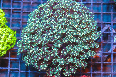 wholesale_coral - saltwater_fish saltwater_coral - rare corals - coralsdepot - Corals_Depot - live_corals - eye - catching - coral quality_marine_fish - quality - marine discoun