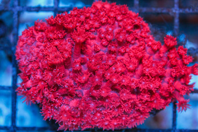 wholesale_coral - saltwater_fish saltwater_coral - rare corals - coralsdepot - Corals_Depot - live_corals - eye - catching - coral quality_marine_fish - quality - marine discoun