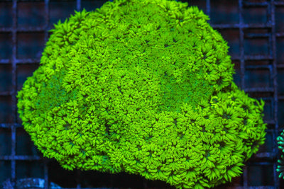 wholesale_coral - saltwater_fish saltwater_coral - rare corals - coralsdepot - Corals_Depot - live_corals - eye - catching - coral quality_marine_fish - quality - marine discoun