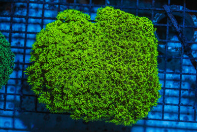 wholesale_coral - saltwater_fish saltwater_coral - rare corals - coralsdepot - Corals_Depot - live_corals - eye - catching - coral quality_marine_fish - quality - marine discoun