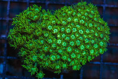 wholesale_coral - saltwater_fish saltwater_coral - rare corals - coralsdepot - Corals_Depot - live_corals - eye - catching - coral quality_marine_fish - quality - marine discoun