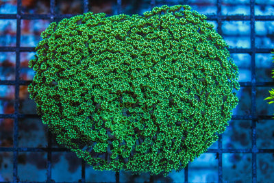 wholesale_coral - saltwater_fish saltwater_coral - rare corals - coralsdepot - Corals_Depot - live_corals - eye - catching - coral quality_marine_fish - quality - marine discoun