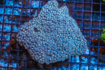 wholesale_coral - saltwater_fish saltwater_coral - rare corals - coralsdepot - Corals_Depot - live_corals - eye - catching - coral quality_marine_fish - quality - marine discoun