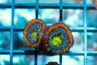 wholesale_coral - saltwater_fish saltwater_coral - rare corals - coralsdepot - Corals_Depot - live_corals - eye - catching - coral quality_marine_fish - quality - marine discoun