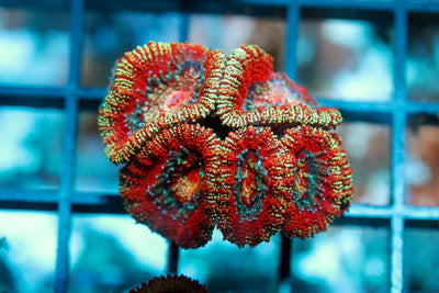 wholesale_coral - saltwater_fish saltwater_coral - rare corals - coralsdepot - Corals_Depot - live_corals - eye - catching - coral quality_marine_fish - quality - marine discoun