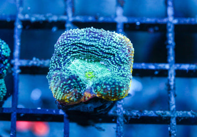 wholesale_coral - saltwater_fish saltwater_coral - rare corals - coralsdepot - Corals_Depot - live_corals - eye - catching - coral quality_marine_fish - quality - marine discoun