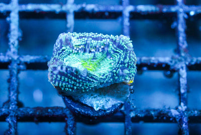 wholesale_coral - saltwater_fish saltwater_coral - rare corals - coralsdepot - Corals_Depot - live_corals - eye - catching - coral quality_marine_fish - quality - marine discoun