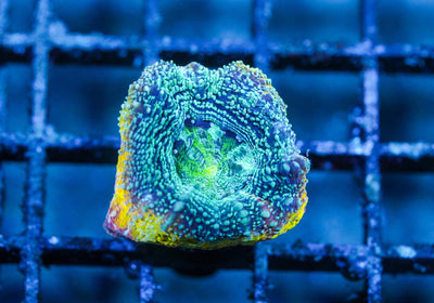 wholesale_coral - saltwater_fish saltwater_coral - rare corals - coralsdepot - Corals_Depot - live_corals - eye - catching - coral quality_marine_fish - quality - marine discoun