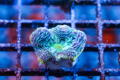 wholesale_coral - saltwater_fish saltwater_coral - rare corals - coralsdepot - Corals_Depot - live_corals - eye - catching - coral quality_marine_fish - quality - marine discoun