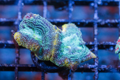 wholesale_coral - saltwater_fish saltwater_coral - rare corals - coralsdepot - Corals_Depot - live_corals - eye - catching - coral quality_marine_fish - quality - marine discoun