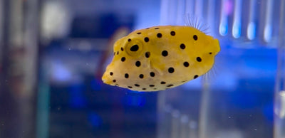 wholesale_coral - saltwater_fish saltwater_coral - rare corals - coralsdepot - Corals_Depot - live_corals - eye - catching - coral quality_marine_fish - quality - marine discoun