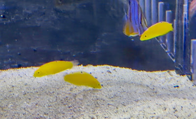 wholesale_coral - saltwater_fish saltwater_coral - rare corals - coralsdepot - Corals_Depot - live_corals - eye - catching - coral quality_marine_fish - quality - marine discoun