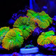 6 Steps on How to Acclimate Corals The Right Way - Coralsdepot