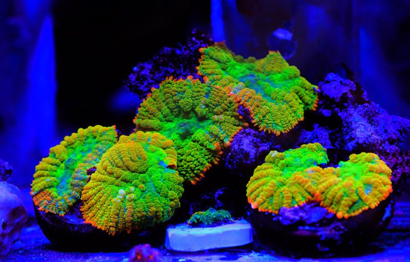 6 Steps on How to Acclimate Corals The Right Way - Coralsdepot