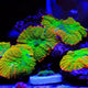 6 Steps on How to Acclimate Corals The Right Way - Coralsdepot