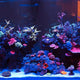 7 Steps to Quarantine Corals Like a Pro - Setup and Process - Coralsdepot