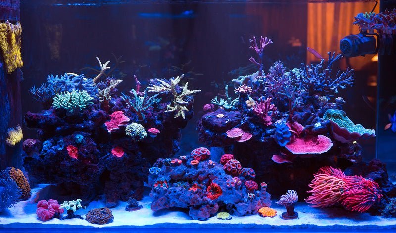 7 Steps to Quarantine Corals Like a Pro - Setup and Process - Coralsdepot