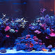 7 Steps to Quarantine Corals Like a Pro - Setup and Process - Coralsdepot