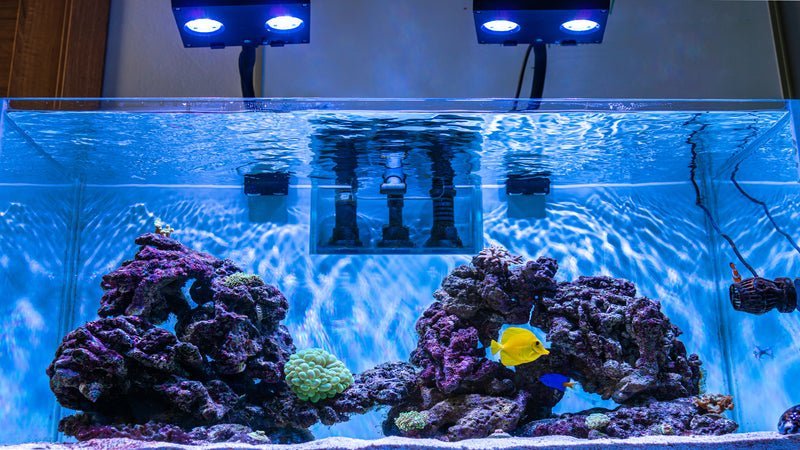 7 Tips on How to Choose, Set Up and Adjust Reef Lighting - Coralsdepot