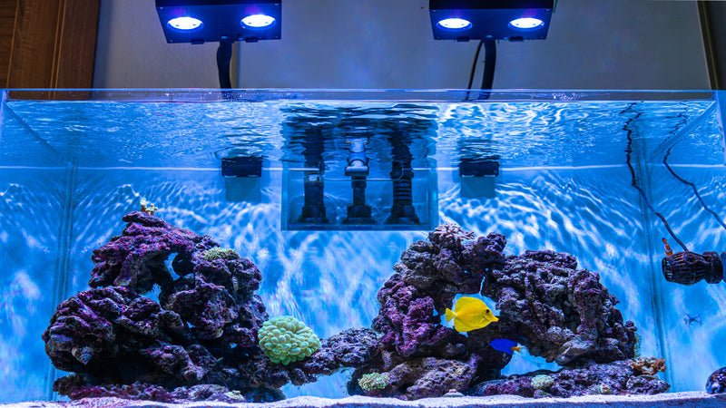 7 Tips on How to Choose, Set Up and Adjust Reef Lighting - Coralsdepot