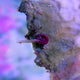9 Ways to Spot, Remove and Stop Vermetid Snails - Coralsdepot