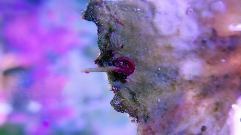9 Ways to Spot, Remove and Stop Vermetid Snails - Coralsdepot
