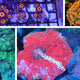 Beginner Corals Guide: 10 Easy Picks for First-Time Reefers - Coralsdepot
