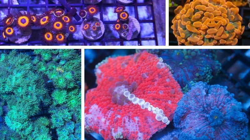 Beginner Corals Guide: 10 Easy Picks for First-Time Reefers - Coralsdepot