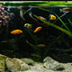Why Is My Aquarium Cloudy? Causes + Safe Fixes