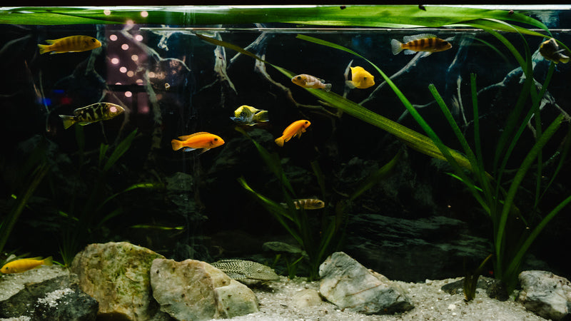 Why Is My Aquarium Cloudy? Causes + Safe Fixes