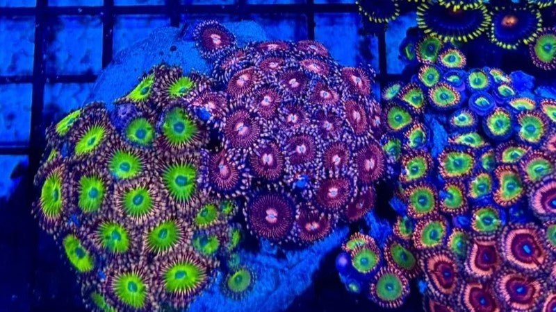 Coral Polyp Anatomy - Coralsdepot
