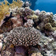 How Do Coral Reefs Grow? Polyp to Reef, Explained - Coralsdepot