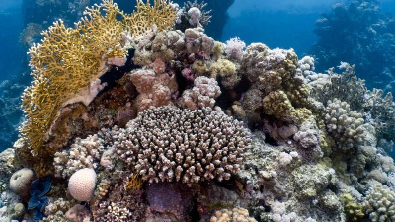 How Do Coral Reefs Grow? Polyp to Reef, Explained - Coralsdepot