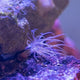 How Do Coral Reproduce? Sexual and Asexual Explained - Coralsdepot
