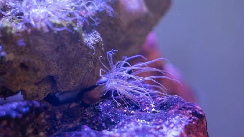 How Do Coral Reproduce? Sexual and Asexual Explained - Coralsdepot