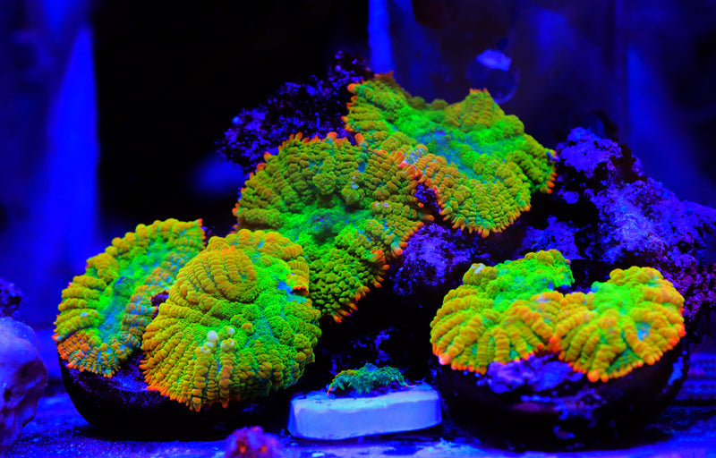corals under light