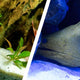 Sand or No Sand Reef Aquarium: Which Setup Is Better? - Coralsdepot