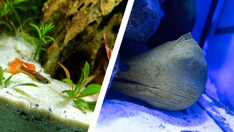 Sand or No Sand Reef Aquarium: Which Setup Is Better? - Coralsdepot
