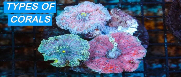 Types of Corals - Coralsdepot