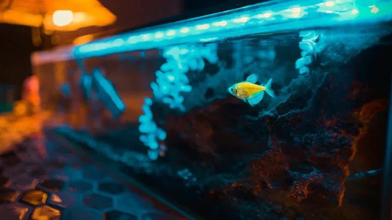 What Is a Sump? Aquarium Sump Guide for Beginners - Coralsdepot
