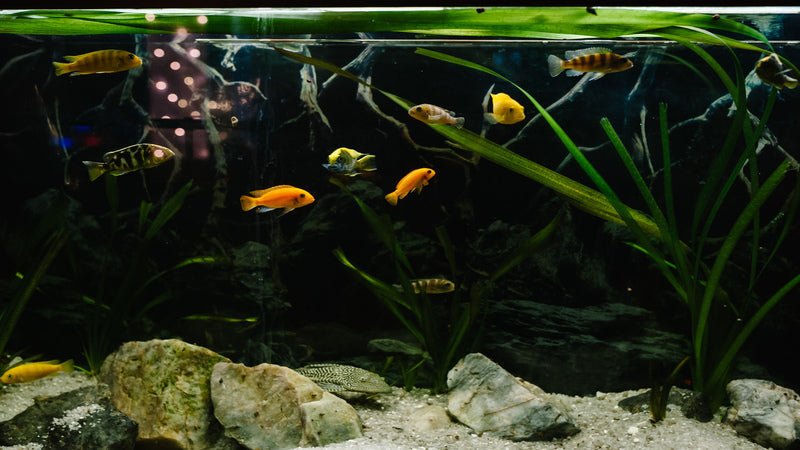 Why Is My Aquarium Cloudy? Causes + Safe Fixes - Coralsdepot