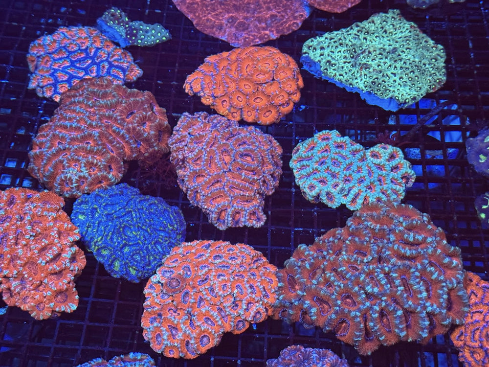 Acans - Coralsdepot