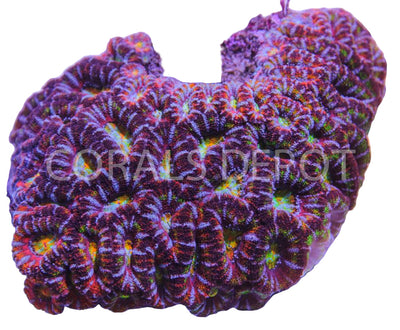 Acans - Coralsdepot