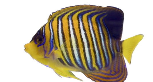 Angelfish