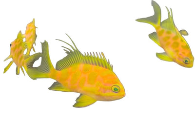 Anthias - Coralsdepot