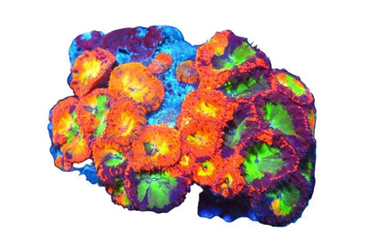Blastos - Coralsdepot