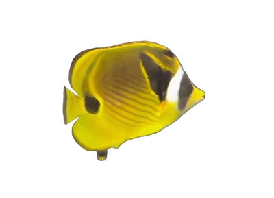 Butterflies - Coralsdepot