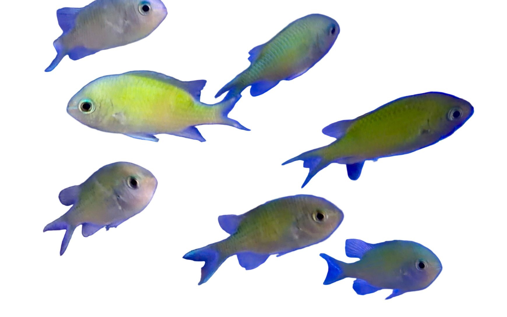 Damsels & Chromis | Hardy Reef-Safe Fish - Corals Depot