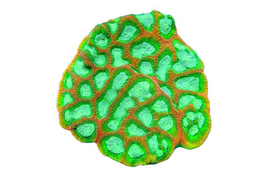Favia/Maze - Coralsdepot
